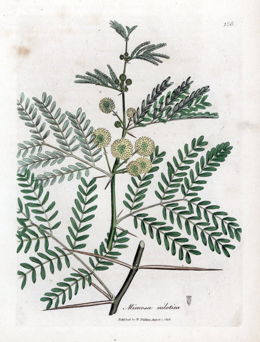 Ekstrakt av akasie (Acacia nilotica)