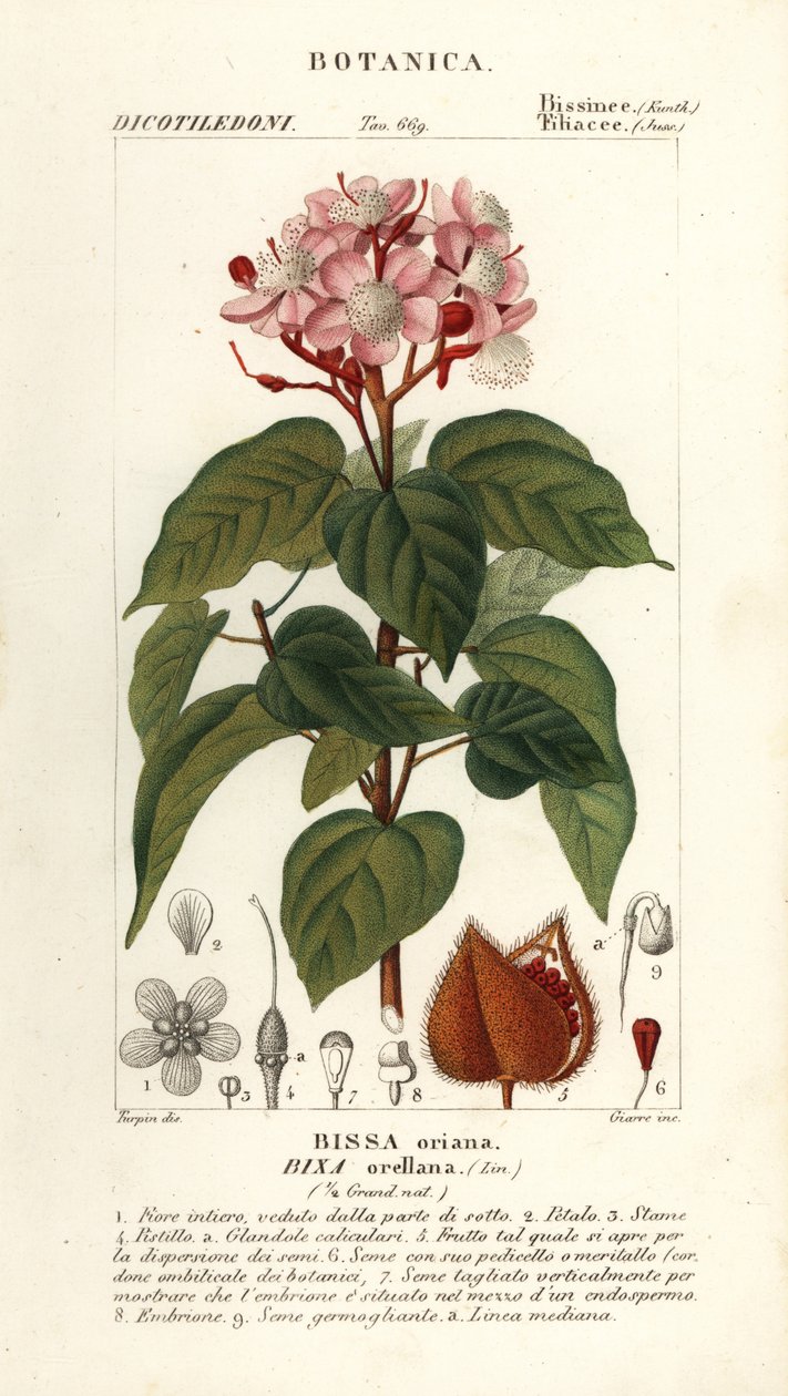 Ekstrakt av annatto (Bixa orellana)