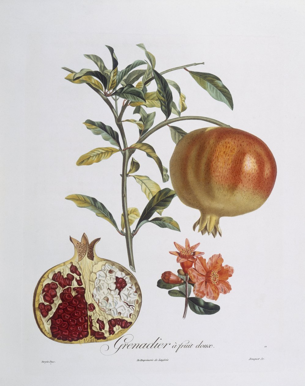 Ekstrakt av granateple (Punica granatum)
