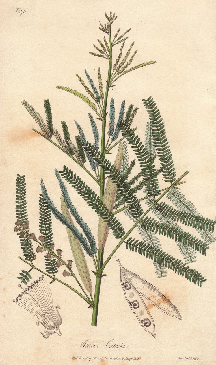 Ekstrakt av kateku (Acacia catechu)