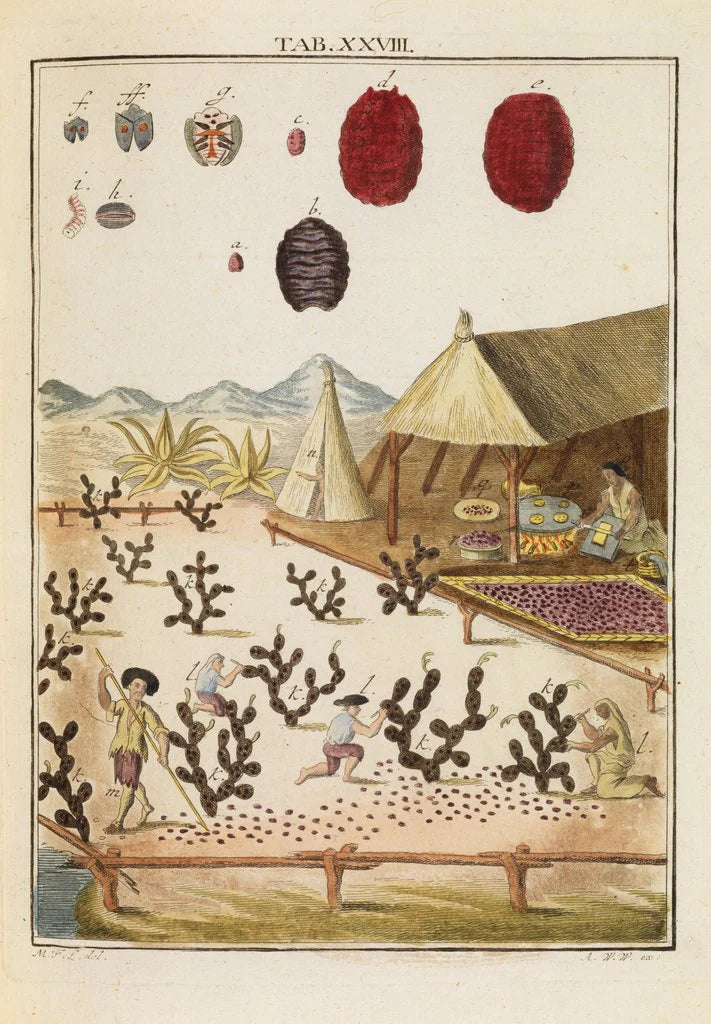 Ekstrakt av kochenille (Dactylopius coccus)