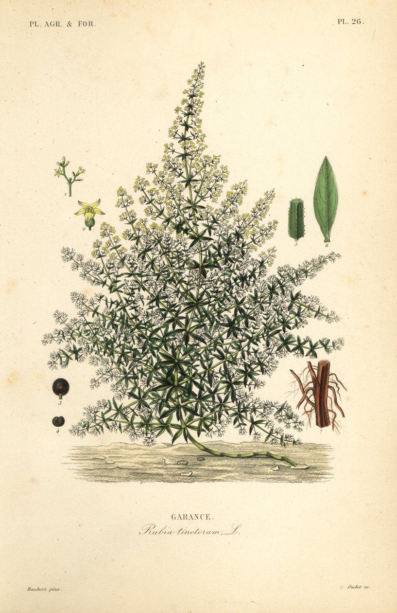 Ekstrakt av krapprot (Rubia tinctorum)