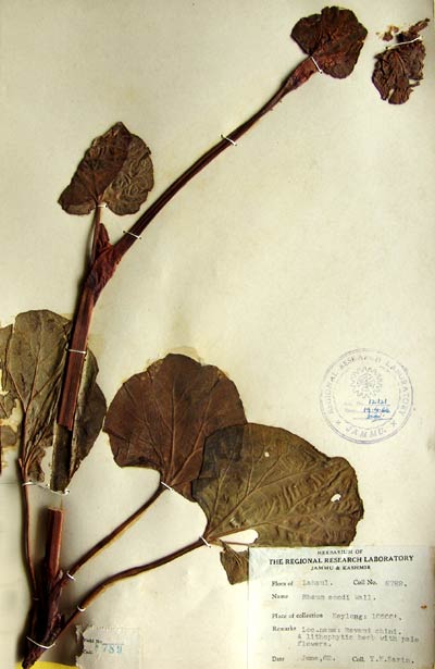 Ekstrakt av rabarbra (Rheum emodi)