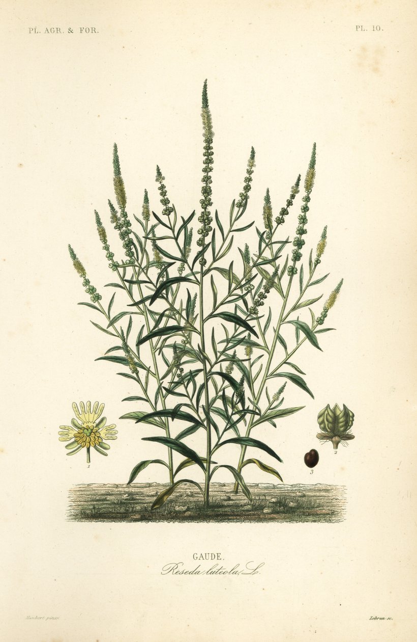 Ekstrakt av reseda (Reseda luteola)