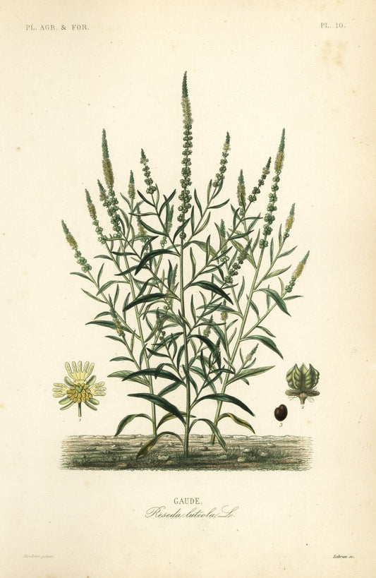 Ekstrakt av reseda (Reseda luteola)