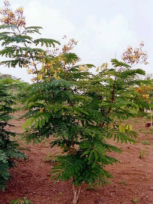 Ekstrakt av rødtre (Caesalpinia sappan)