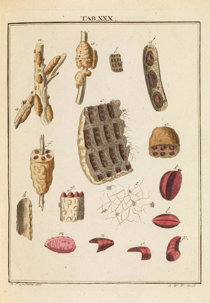Ekstrakt av skjellakk (Laccifer lacca)