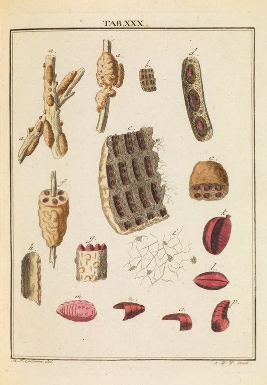 Ekstrakt av skjellakk (Laccifer lacca)