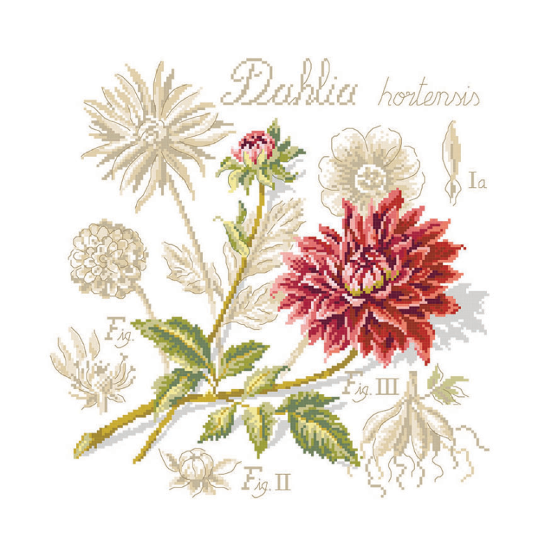 Dahlia Study (georgine) broderikit
