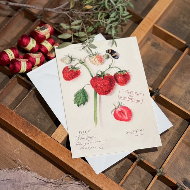 Vintage Strawberries (m. konvolutt)