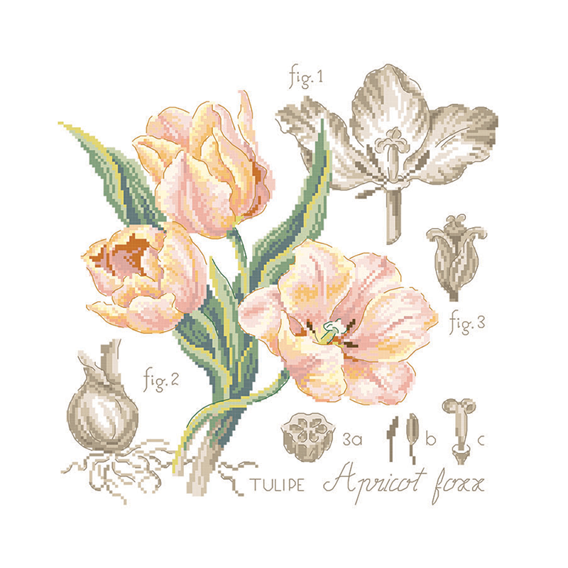 Tulipe Study (tulipan) broderikit