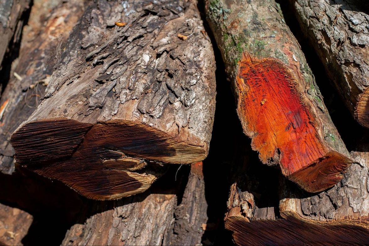Ekstrakt av blåtre / logwood (Haematoxylum campechianum)