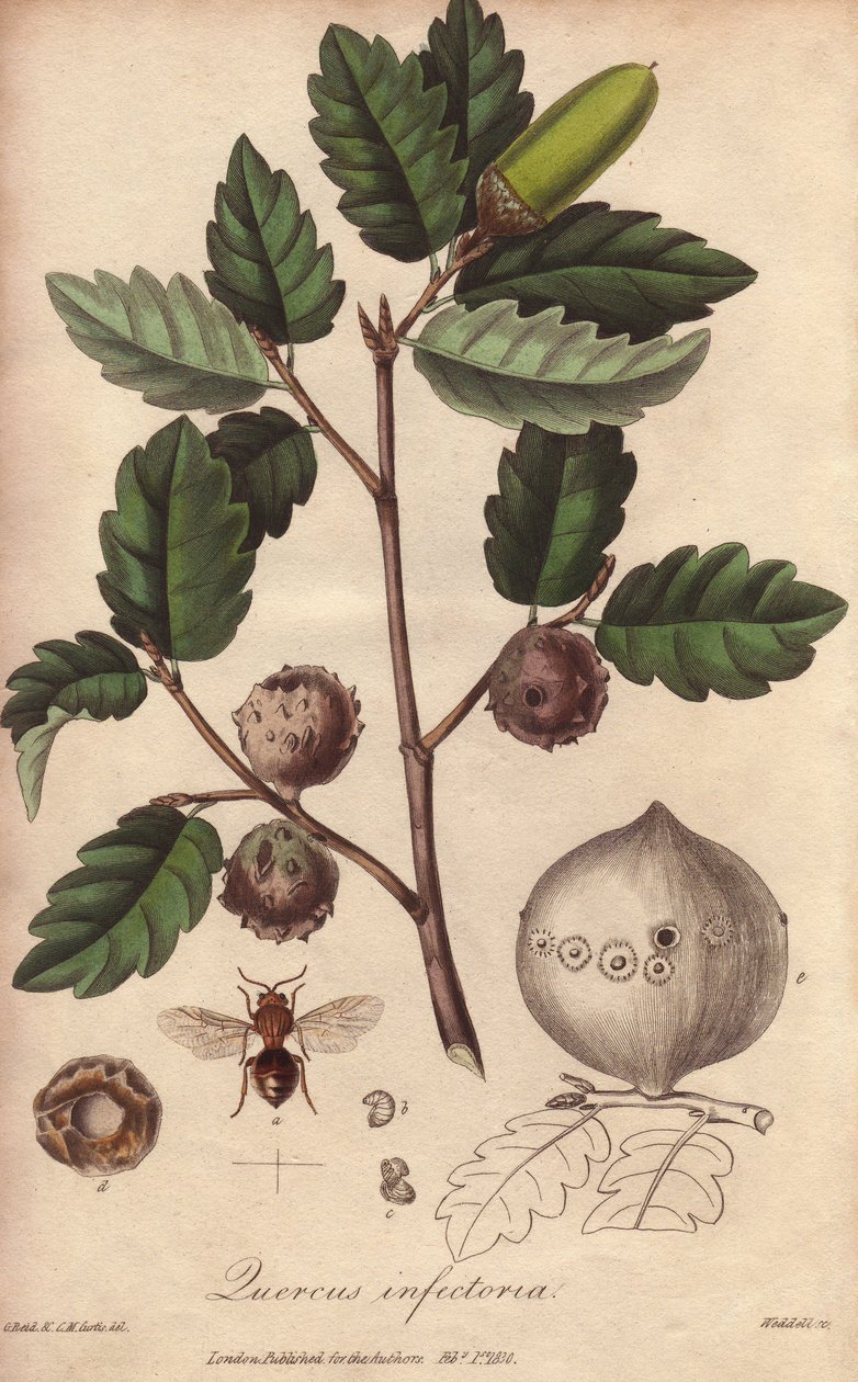 Ekstrakt av eikegalle lys (Quercus infectoria)