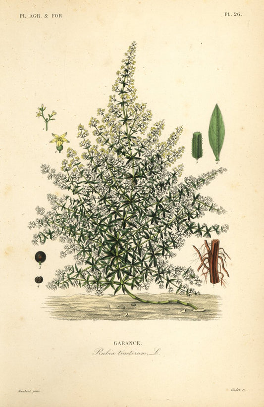 Ekstrakt av krapprot (Rubia tinctorum)