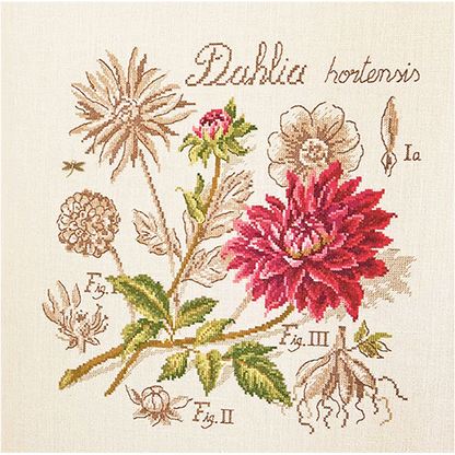 Dahlia Study (georgine) broderikit