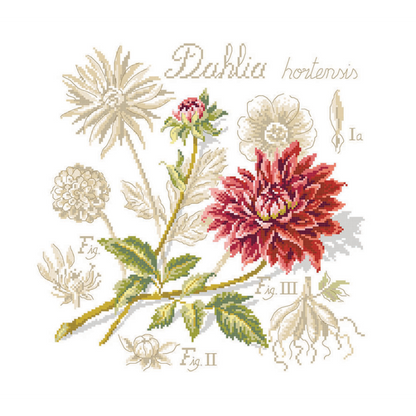 Dahlia Study (georgine) broderikit