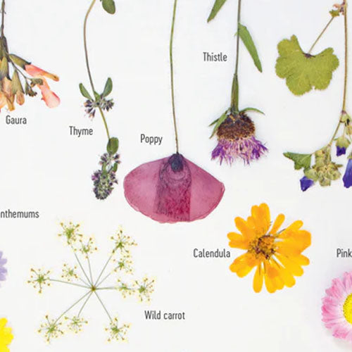 The Little Book of Flower Pressing (Lazerges)