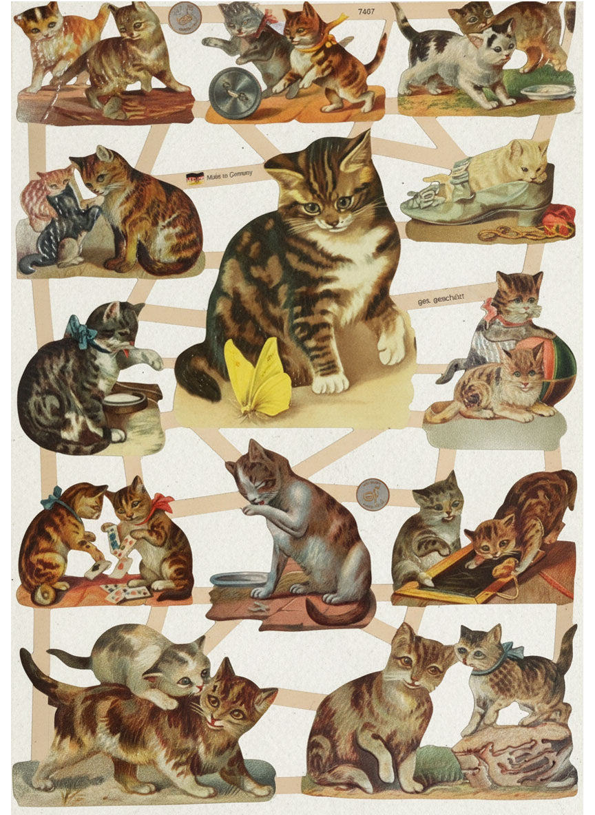 Glansbilder Katter