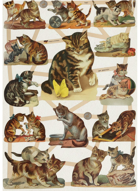 Glansbilder Katter
