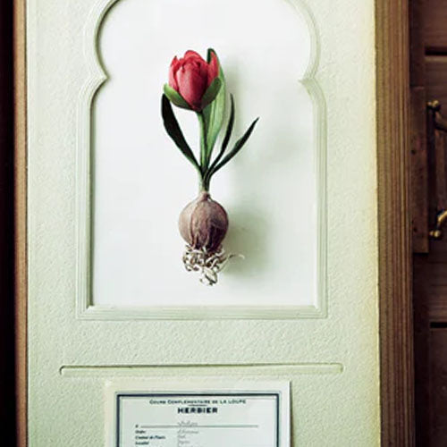 The Herbarium of Fabric Flowers (Utopiano)