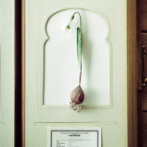 The Herbarium of Fabric Flowers (Utopiano)