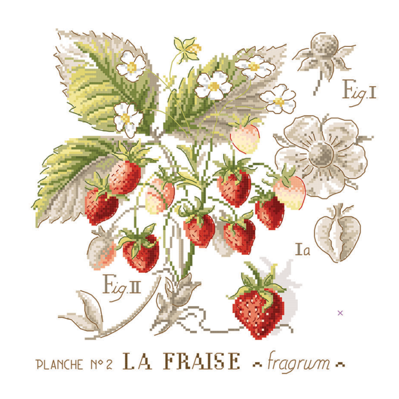 Fraise Study (jordbær) broderikit