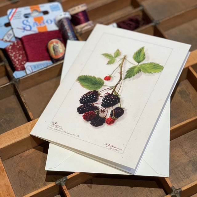 Vintage Blackberries (m. konvolutt)