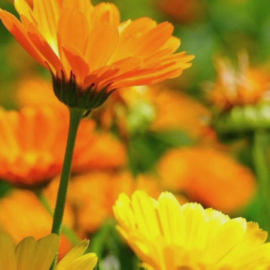 Ekstrakt av ringblomst (Tagetes erecta)