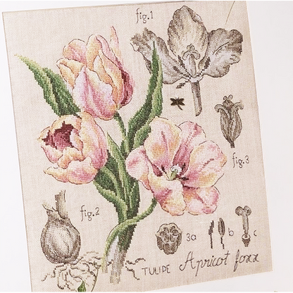 Tulipe Study (tulipan) broderikit