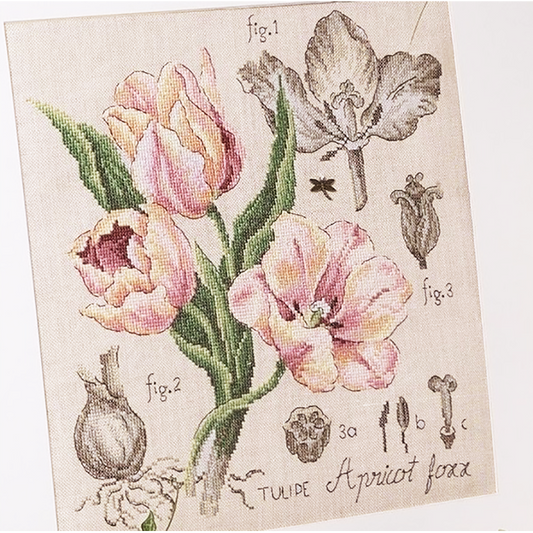 Tulipe Study (tulipan) broderikit