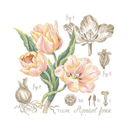 Tulipe Study (tulipan) broderikit