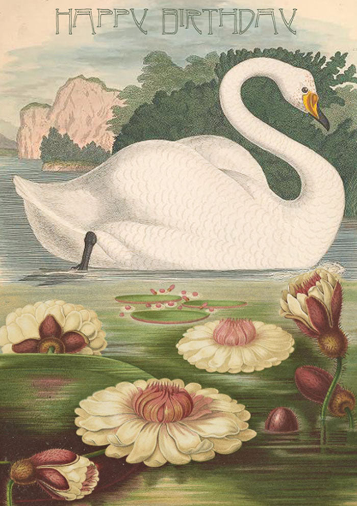 Bursdagskort svane (m. konvolutt)