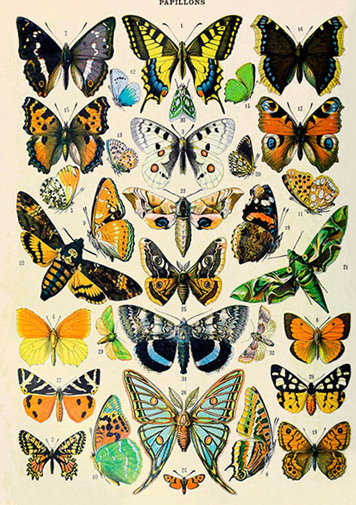 Sommerfugler (m. konvolutt)